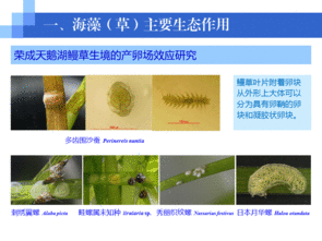 水生生物資源養護先進技術系列連載 五 海草移植栽培技術